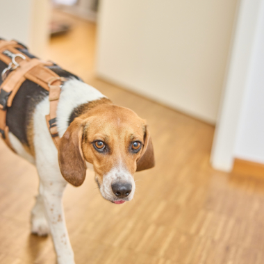 Bürohund Luna aus Hannover