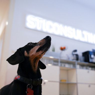 Kollegen auf vier Pfoten sind in unseren Büroräumen herzlich willkommen