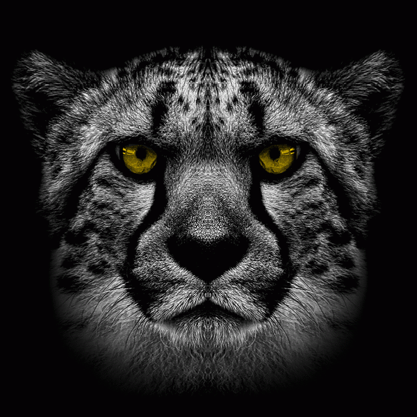 Gepardec IT Services GmbH